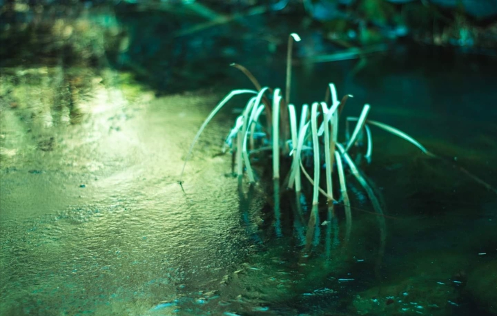 green wallpaper