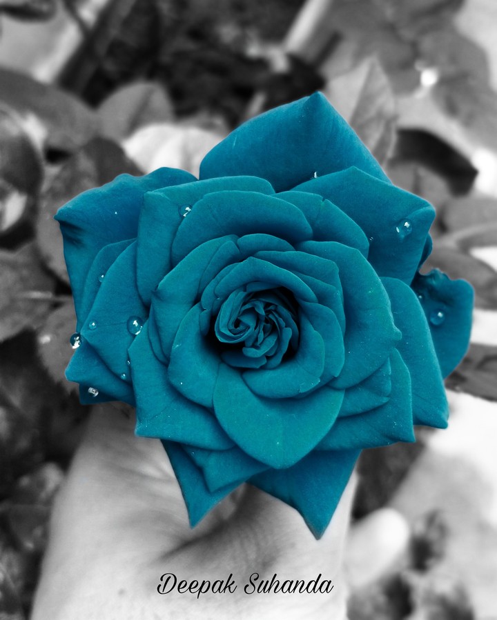blue rose