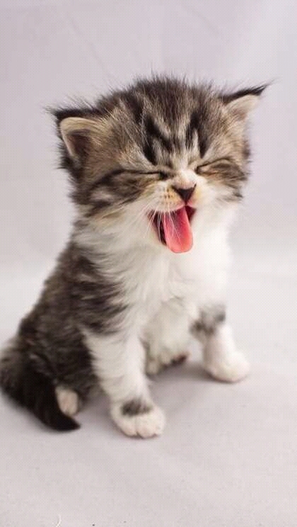 Cute cat