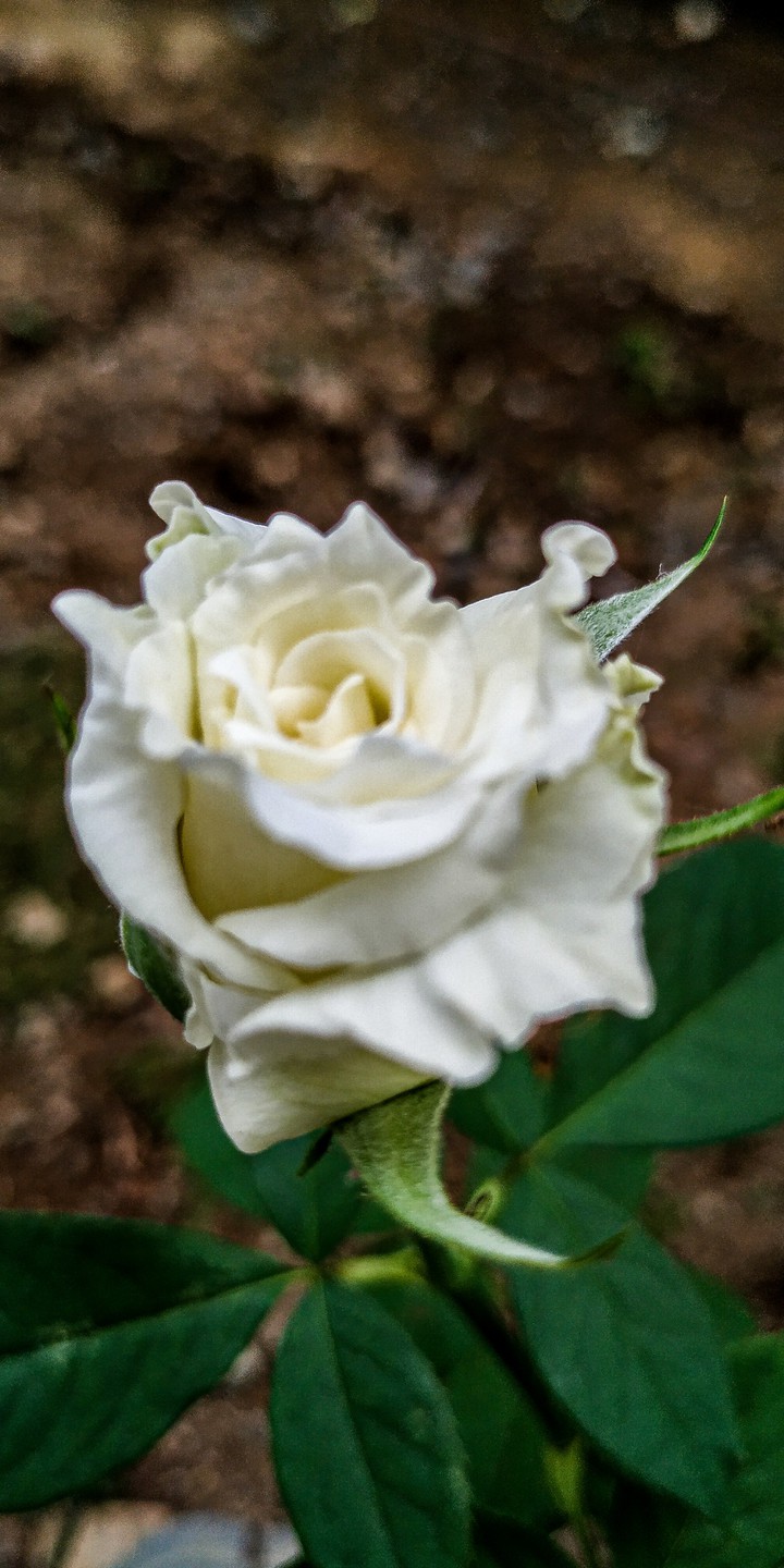 white rose