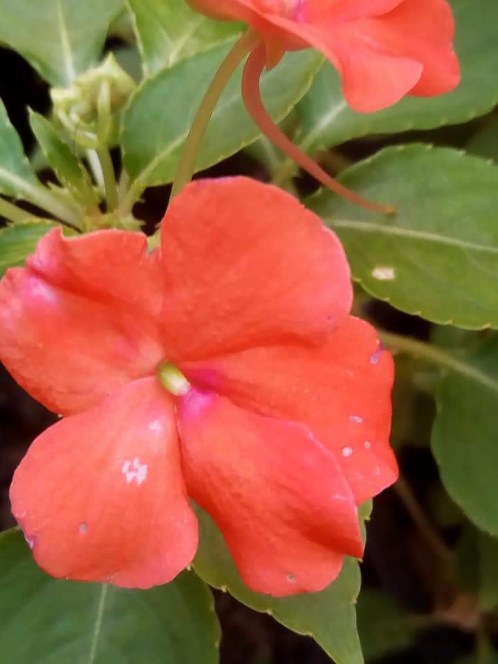balsam
