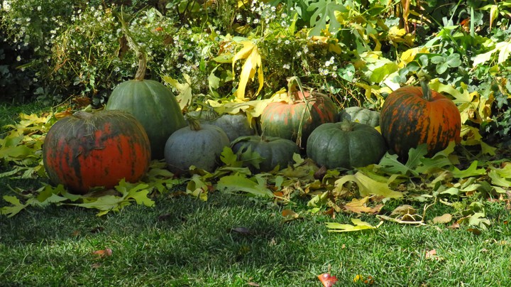 pumpkin