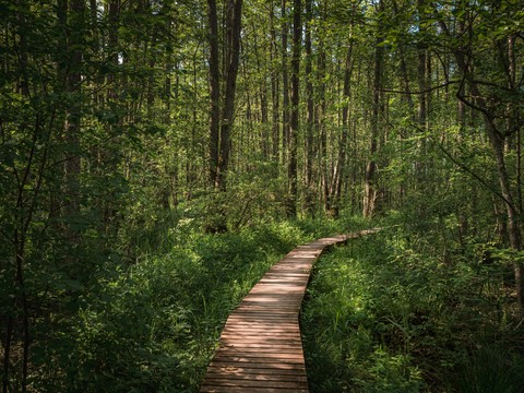 tapety wood, leaf