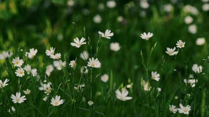 flowers