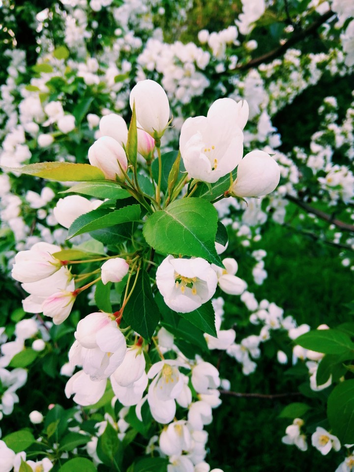 flowers