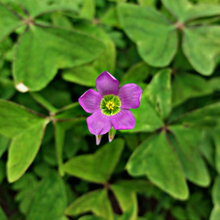 Beautiful purple Flower