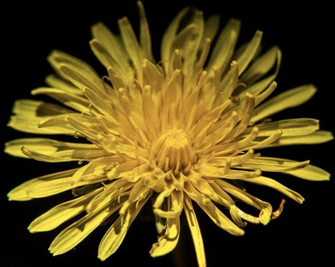 ταπετσαρίες petal, Yellow