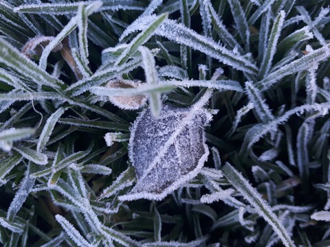 leaf