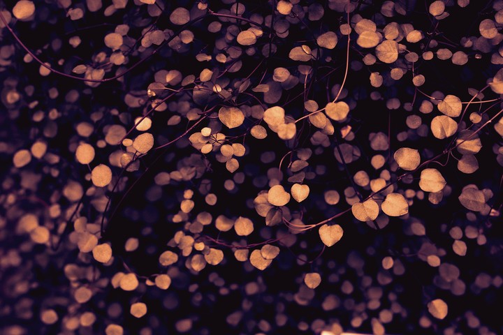 beautiful leaves