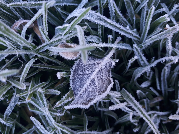 leaf