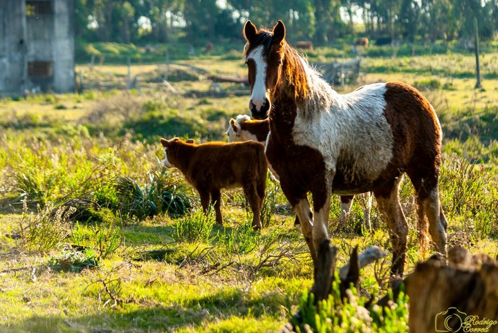 Horse