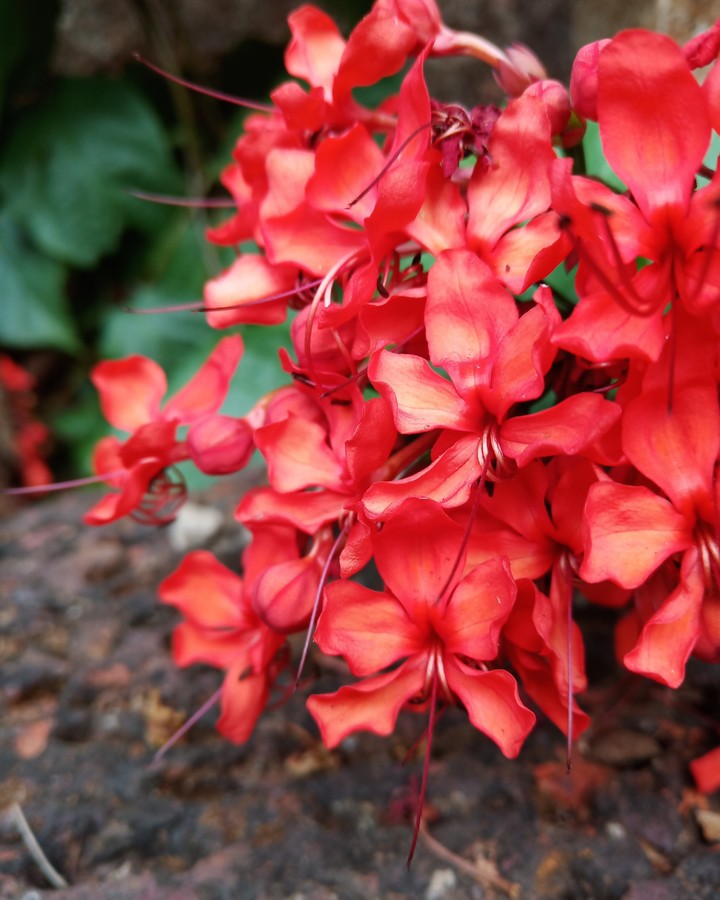 Flower love ?