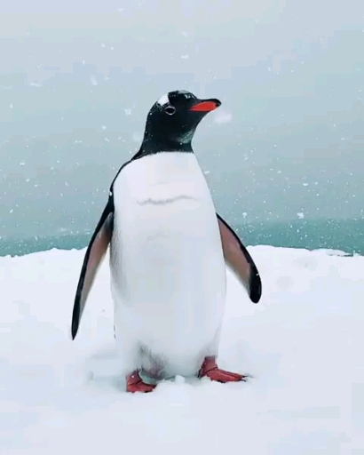 penguin