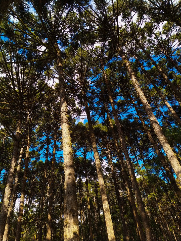 trees