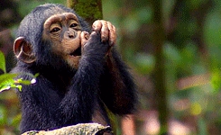 chimpanzee