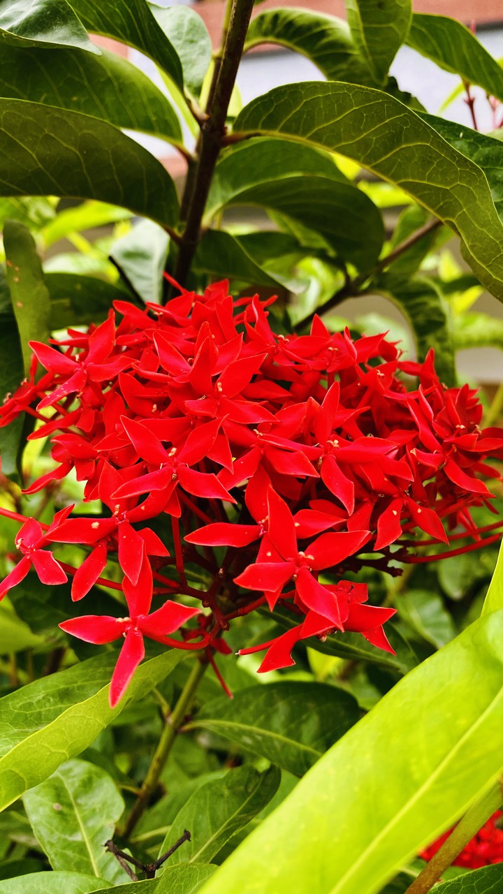 Red Jasmine Plant