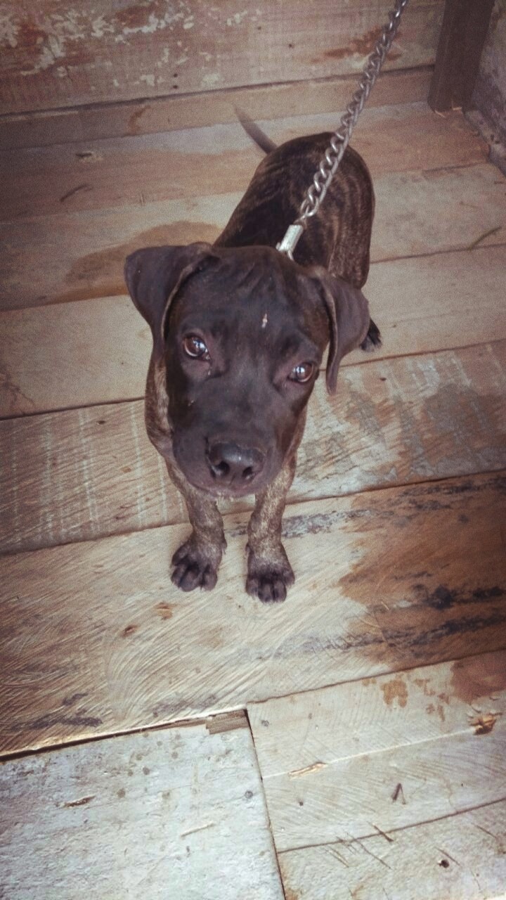 petmeplz