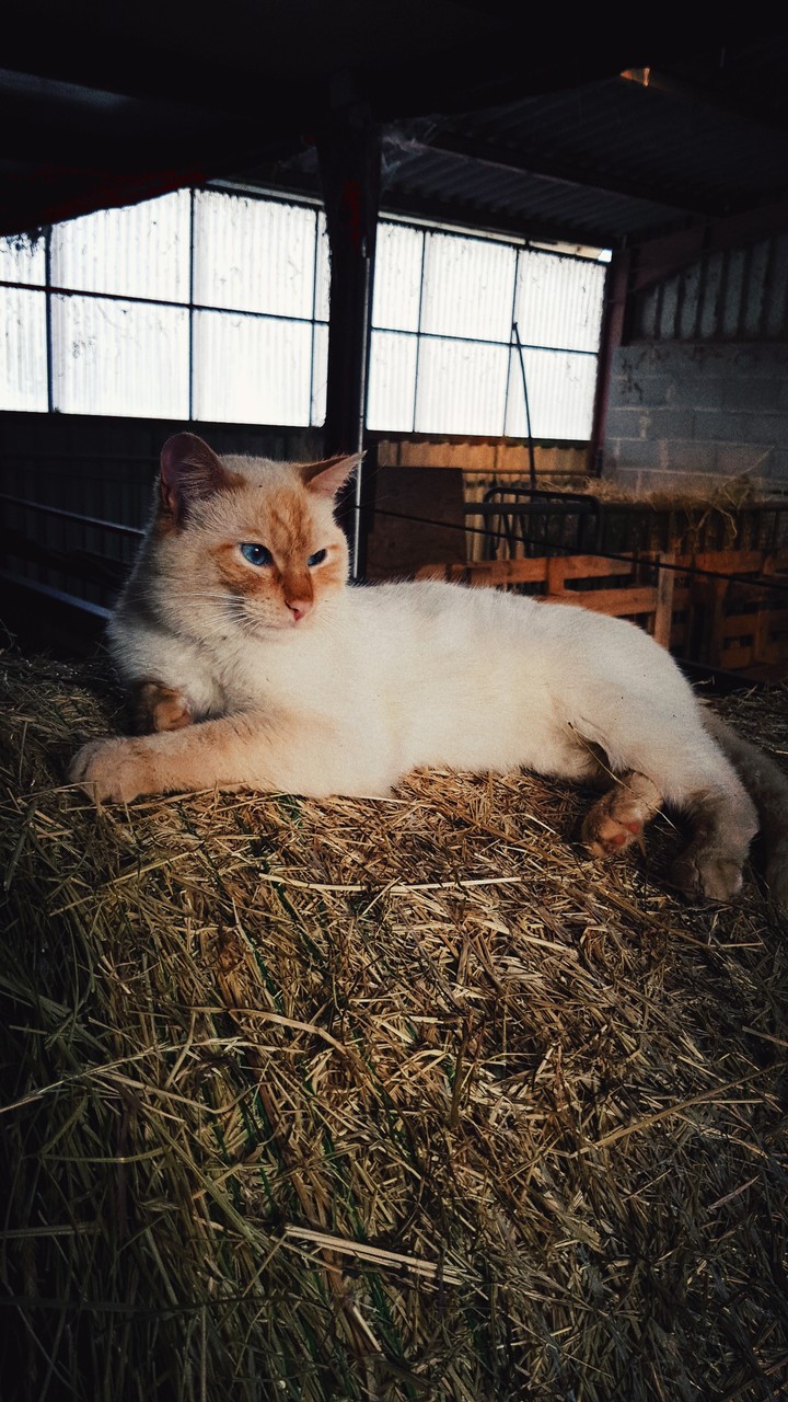 Le chat de la ferme