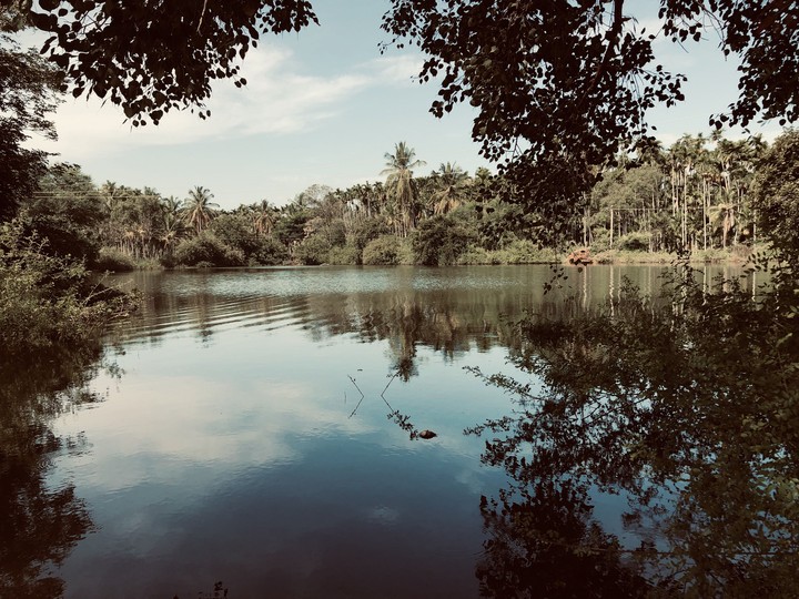serene pond