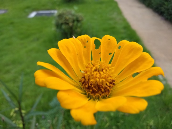 yellow flower