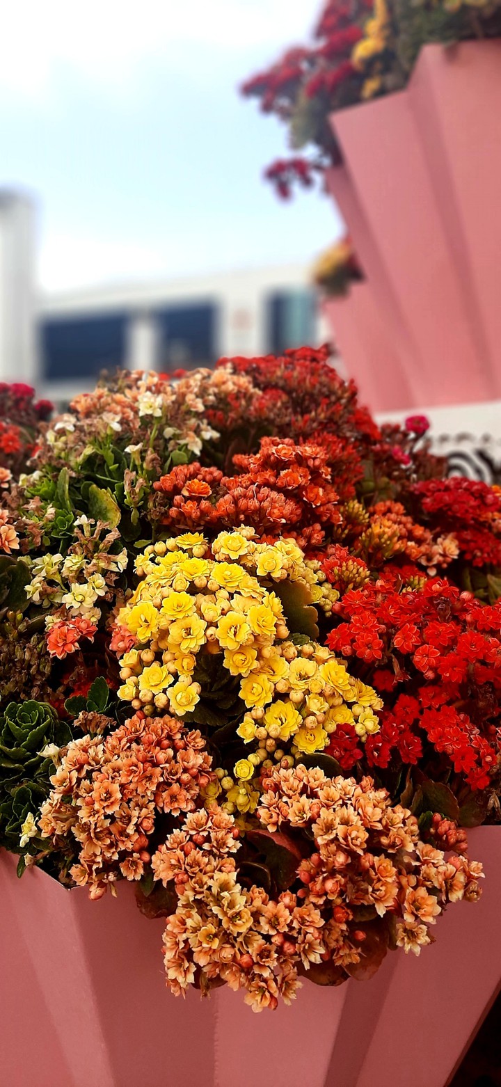 گلهای بهاری