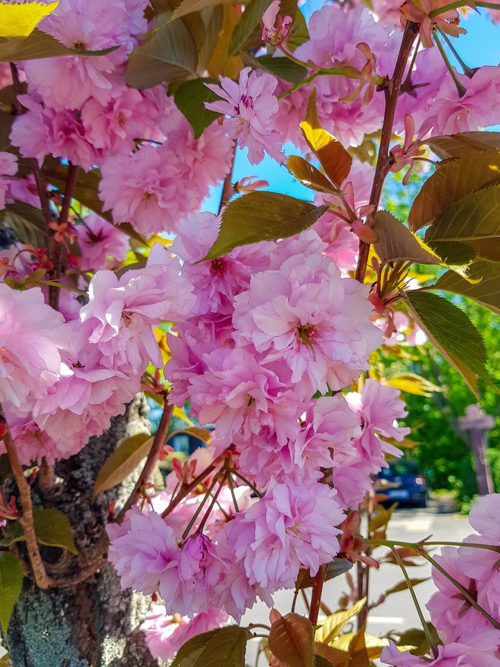 spring