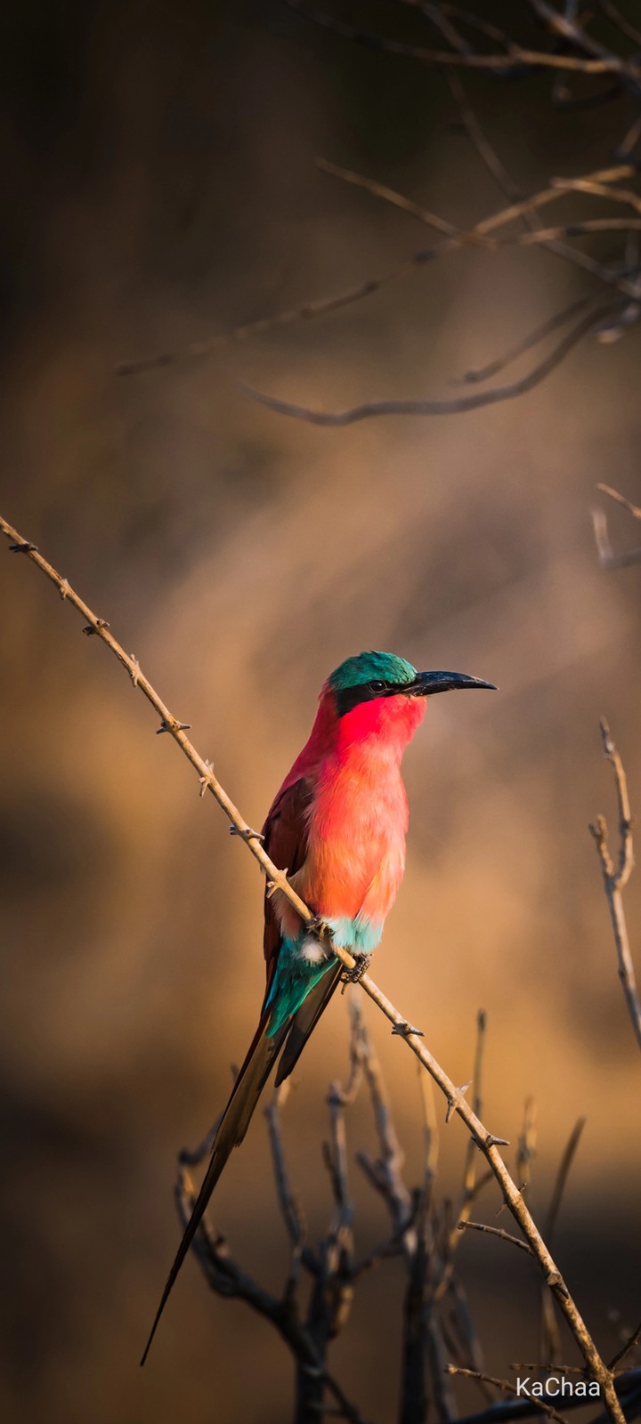 Bird