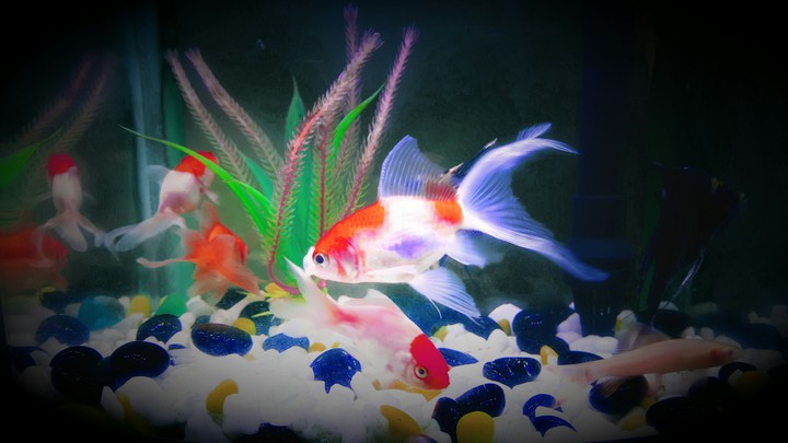 fish