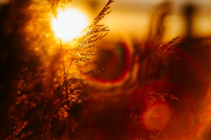 Golden grass