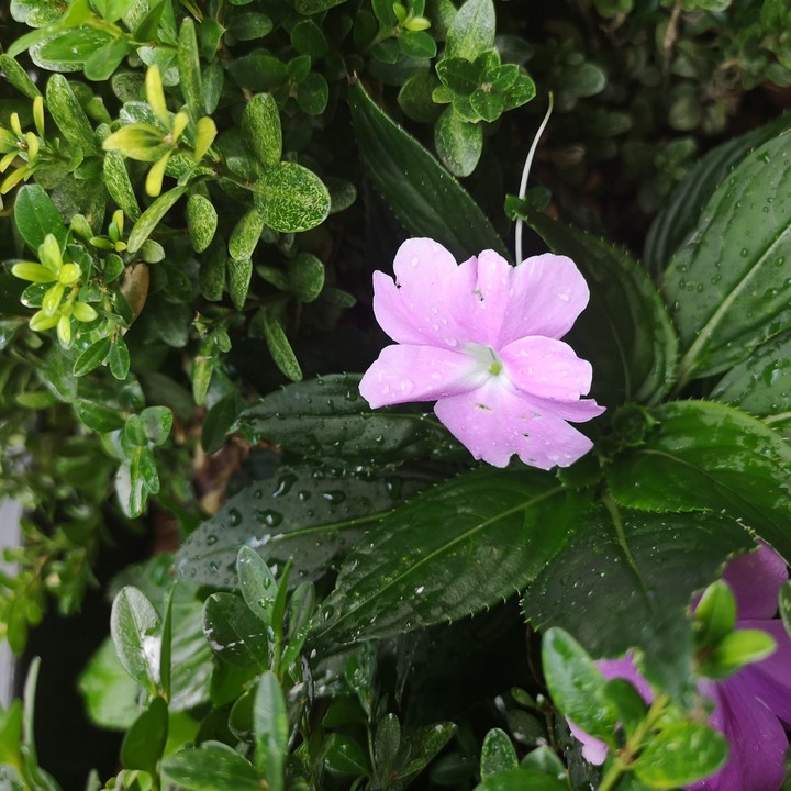 Flower