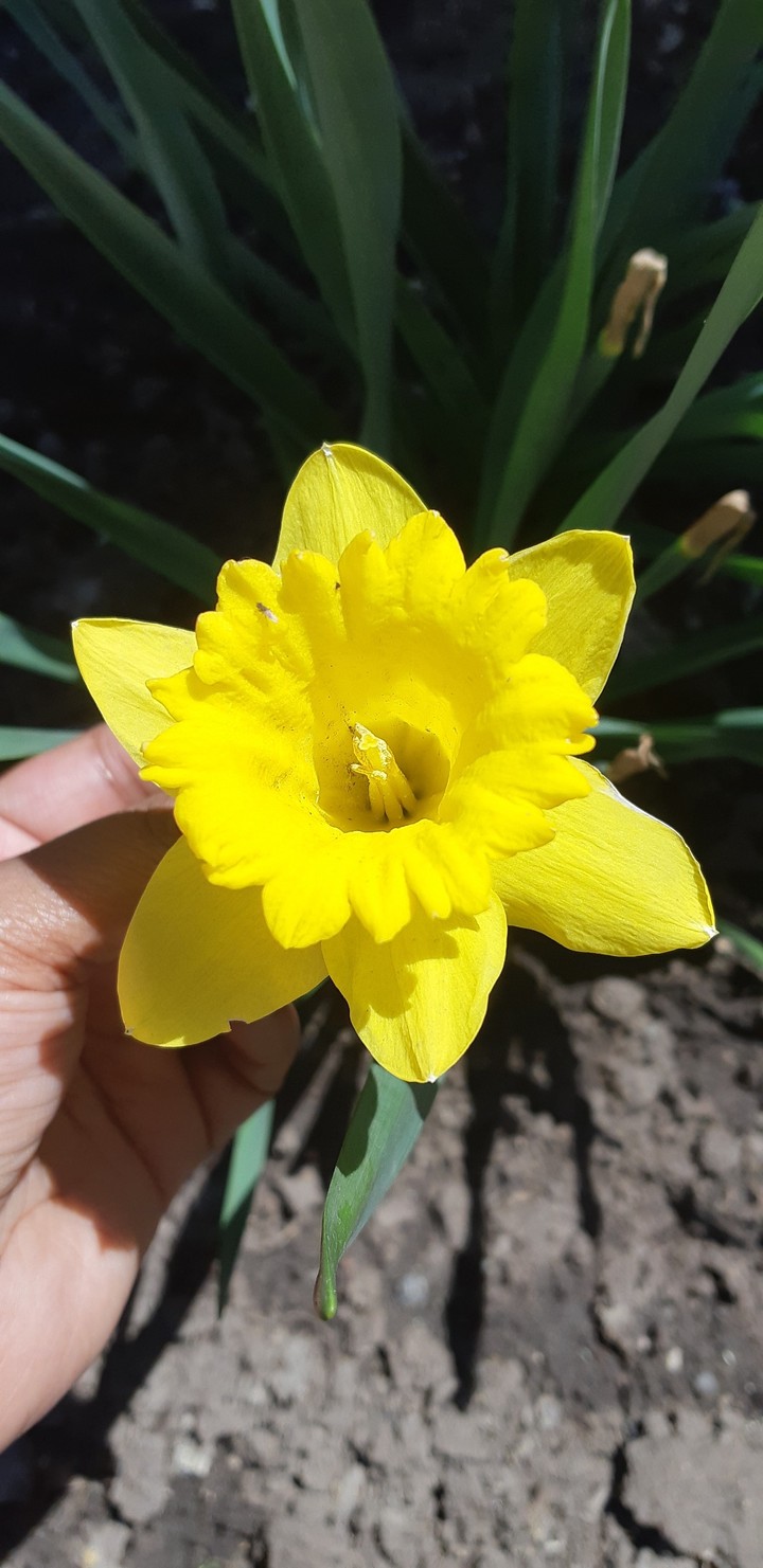 Bell flower