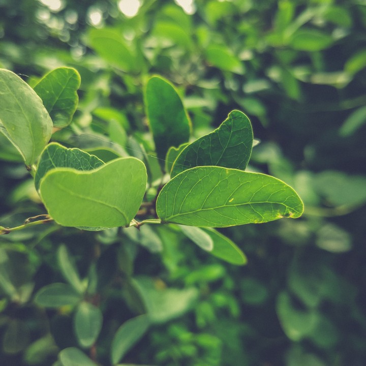 Leaves