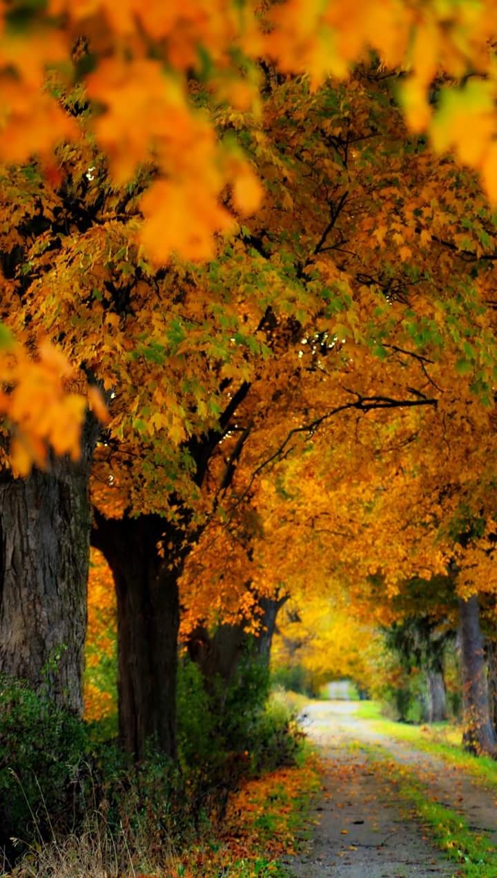 autumn look