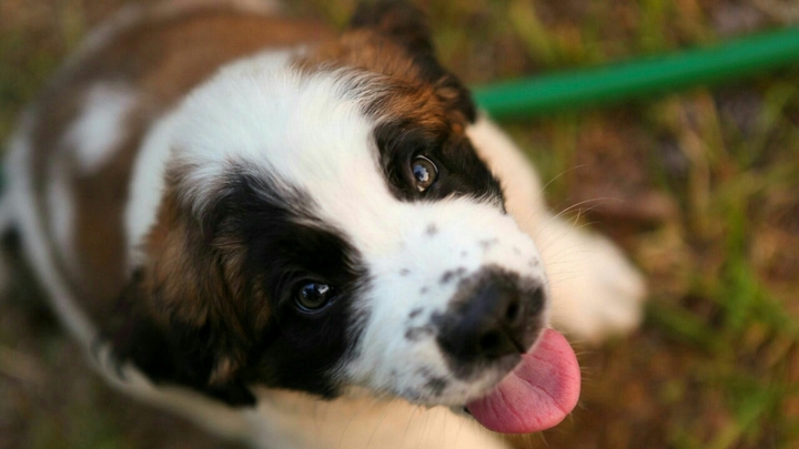 Puppy