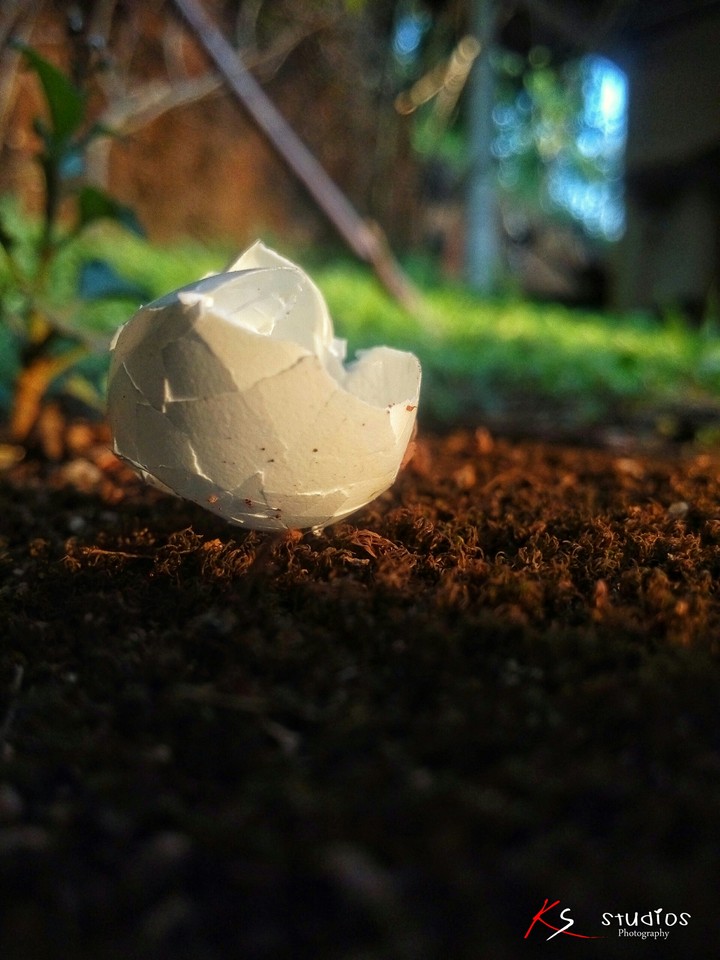 cracked bird egg
