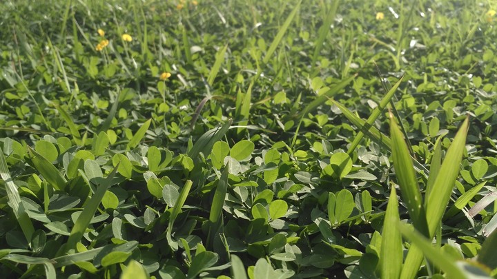 Plant and grass in the morning