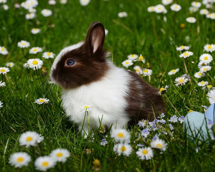 Oryctolagus cuniculus
