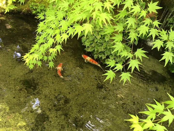 鯉鯉