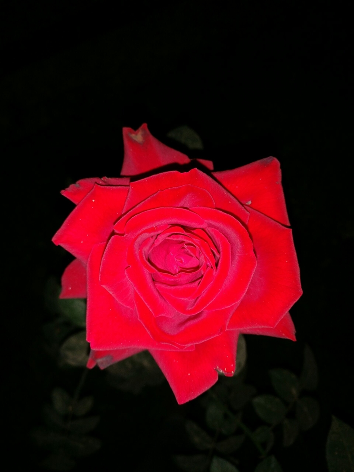 Red Rose in Black..