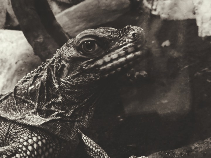 lizard