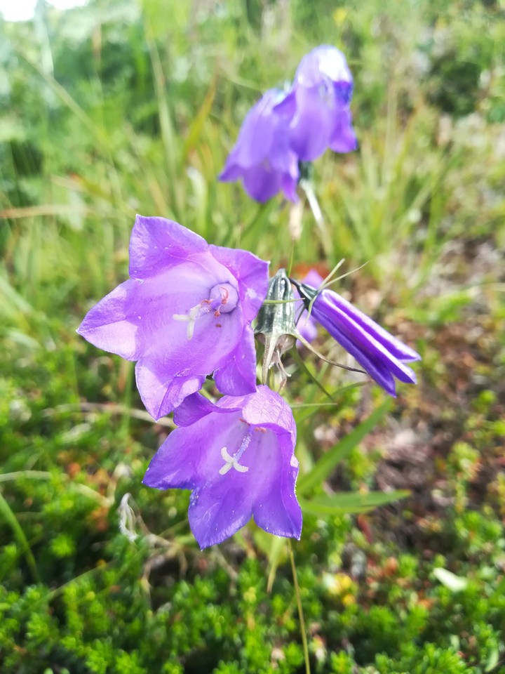 Mountains flower