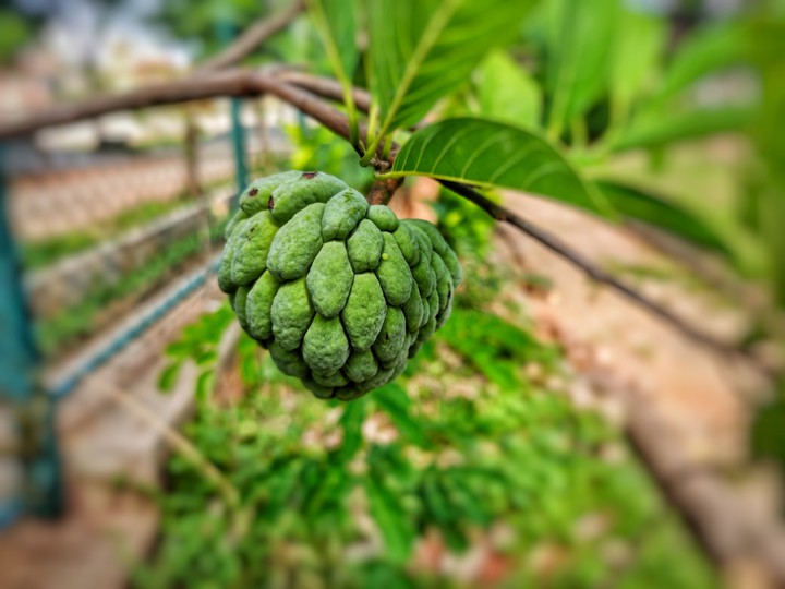 super fruits