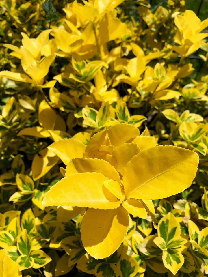 yellow leaves