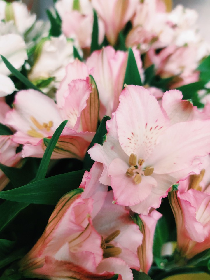Alstroemeria