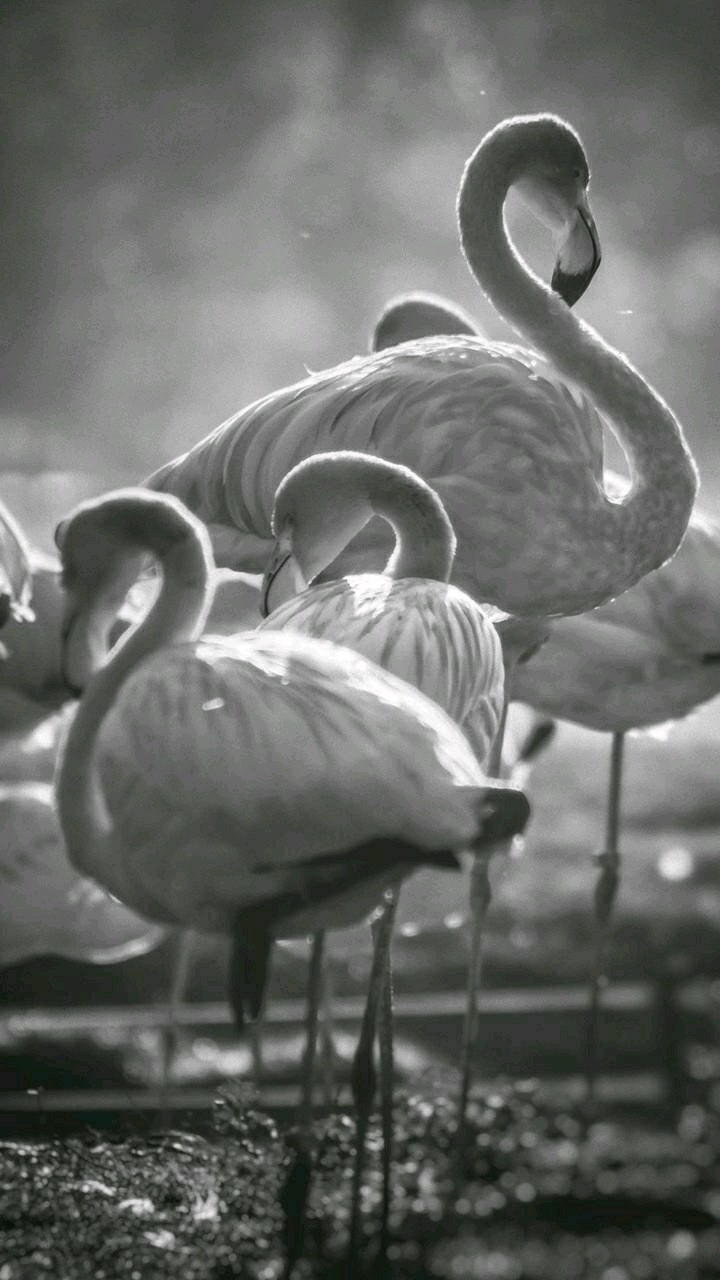 A.R
