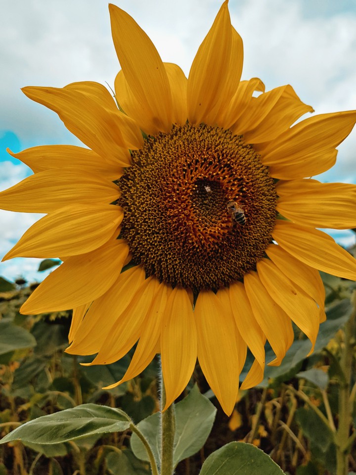 sunflower
