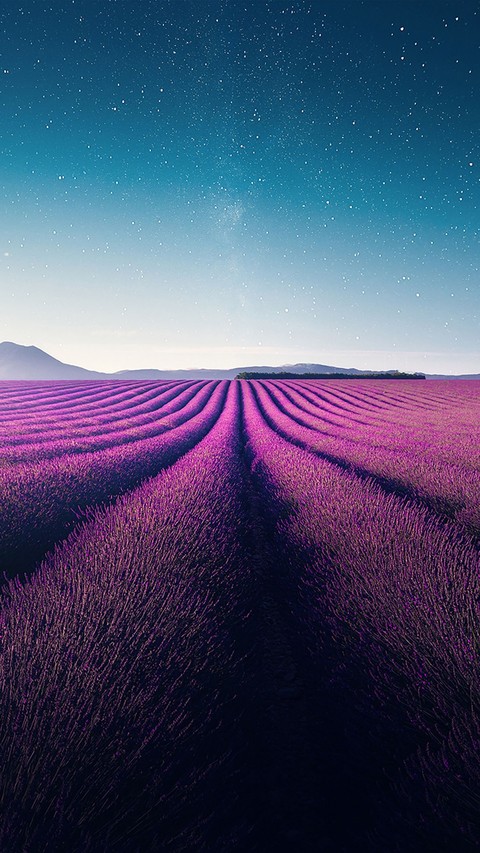 violetas