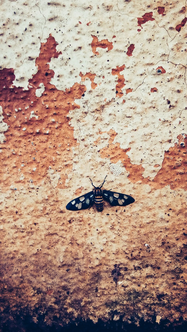 The Wasp and it's Eggs..