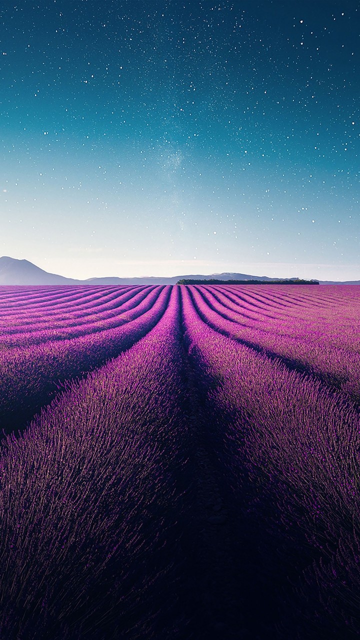 violetas