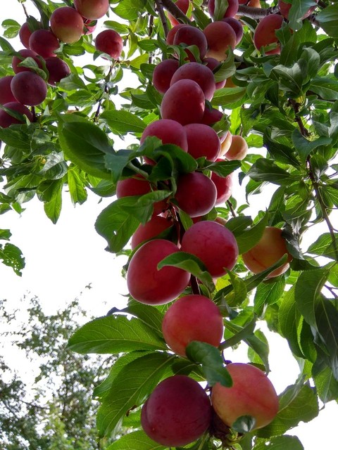 Red plums